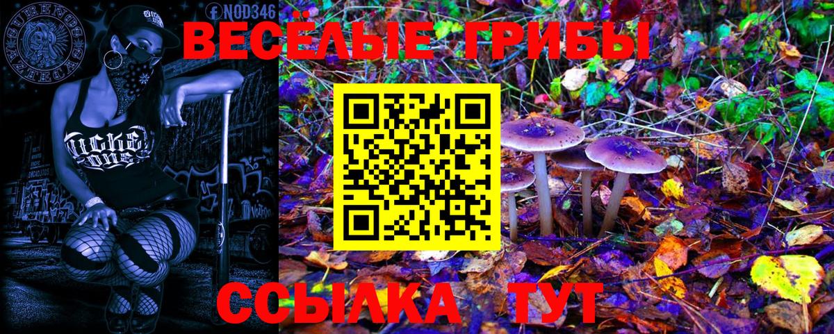 Псилоцибиновые грибы Psilocybine cubensis Выборг